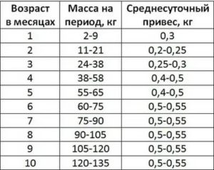 Сколько весить новорожденный поросенок