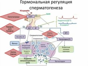 Дигидротестостерон как он влияет на зачатие