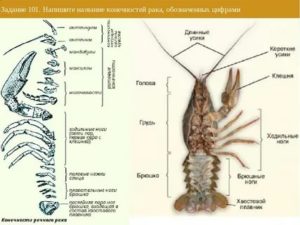 Сколько грудных конечностей у рака