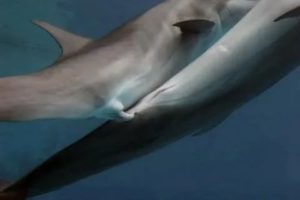Как происходит зачатье у дельфинов