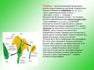 Как называется мужской репродуктивный орган цветка