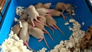 Сколько раз в год может родить крыса