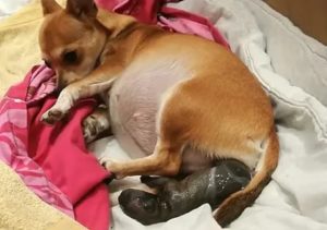 Сколько должна есть собака после родов