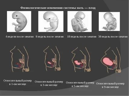 Четвертая неделя беременности от зачатия признаки и ощущения