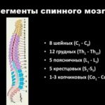 Андродоз при планировании беременности