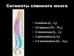 Сколько грудных сегментов входит в состав спинного мозга входят