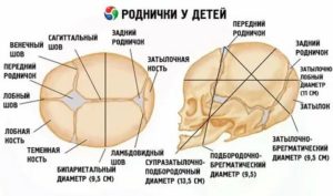 Когда срастаются кости черепа у новорожденного ребенка