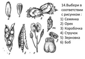 Как называется плод изображенный на рисунке