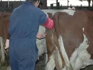 Как оплодотворить корову искусственно