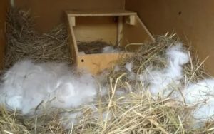 Почему крольчиха не рвет пух перед родами