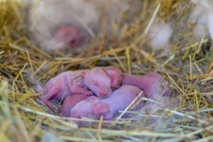 Как крольчиха ухаживает за своими новорожденными крольчатами