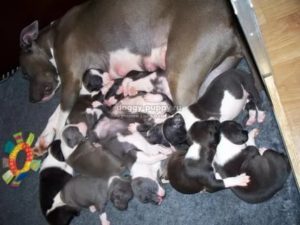 Сколько щенков может родить стаффордширский терьер