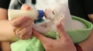 Можно ли давать новорожденным щенкам козье молоко