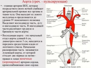 Что такое удлиненная грудная аорта