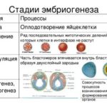 Кто как рожал с выраженным многоводием