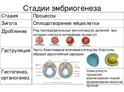 Что может повлиять на деление клеток при зачатии