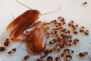 Сколько тараканов может родить самка
