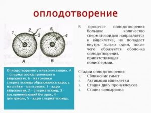 Сколько сперматозоидов участвует в оплодотворении яйцеклетки