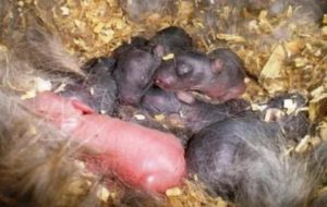Почему крольчиха во время родов умерла