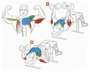 Как прокачивать низ грудных