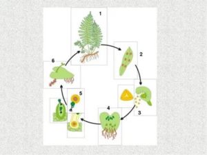 Что необходимо для оплодотворения папоротникам хвощам и плаунами и хвощами