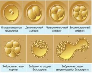 Сколько может получиться эмбрионов из одной яйцеклетки