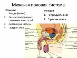 Что такое репродуктивная функция у мужчин