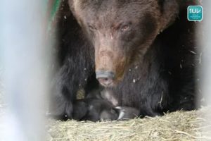 Сколько медвежат может родить бурая медведица