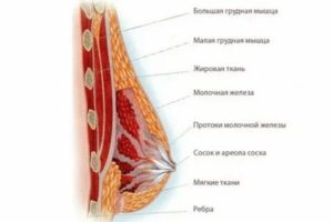 Почему увеличилась грудная железа у женщин