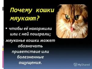 Почему новорожденный котенок мяукает без причины