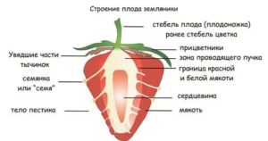 Как называется плод земляники википедия