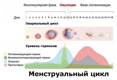 Когда можно беременеть после силуэта