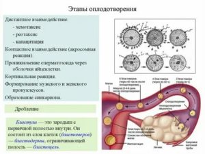 Сколько времени оплодотворенная яйцеклетка движется к матке симптомы