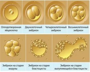 Как развивается эмбрион по неделям после эко