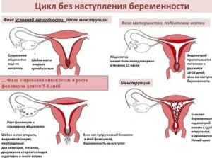 Почему задержка менструации после родов