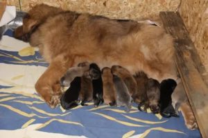 Сколько щенков может родить тибетский мастиф
