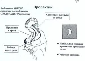 Как повысить пролактин у женщин для лактации