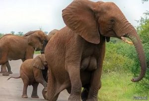 Как происходит оплодотворение у слонов