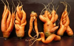Почему плоды моркови уродливые