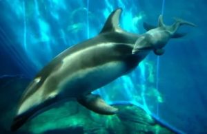 Как происходит зачатье у дельфинов