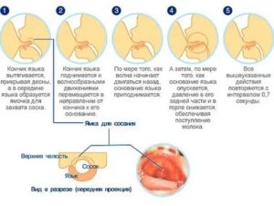 Что делать если новорожденный кусает за грудь