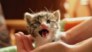 Почему новорожденный котенок мяукает без причины