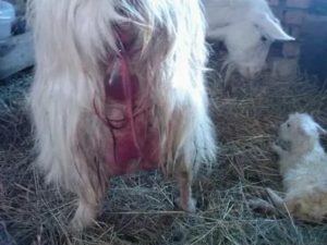 Почему у козы после родов кровит
