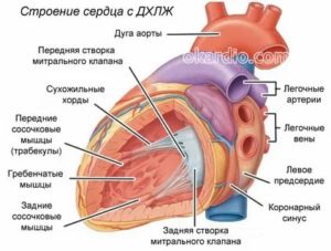 Что такое дополнительная хорда в сердце у новорожденных