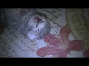 Почему новорожденный котенок дергается во сне