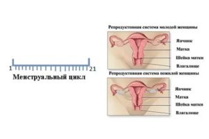 Почему после родов стал короче цикл