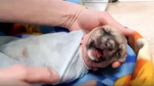 Как спасти новорожденного щенка от обезвоживания