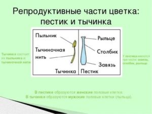 На представленном рисунке тычинка обозначена буквой