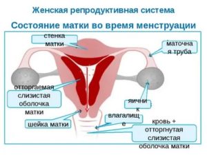 Что такое репродуктивная сфера у женщин