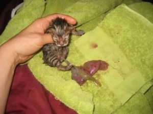 Через сколько дней кошка рожает котят после зачатия